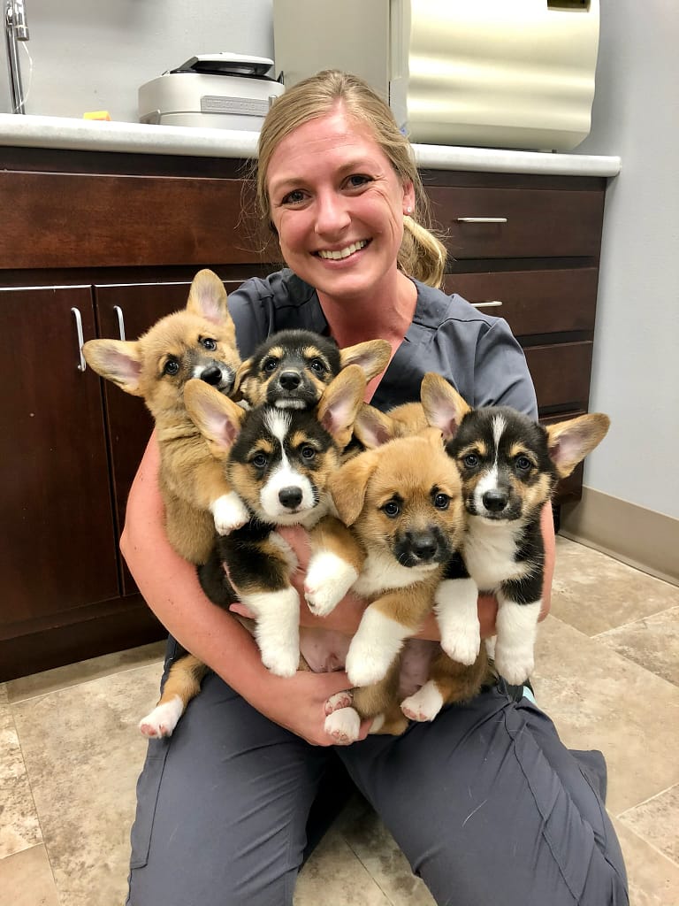 Puppy & Kitten Exams Atlantic Animal Health Center