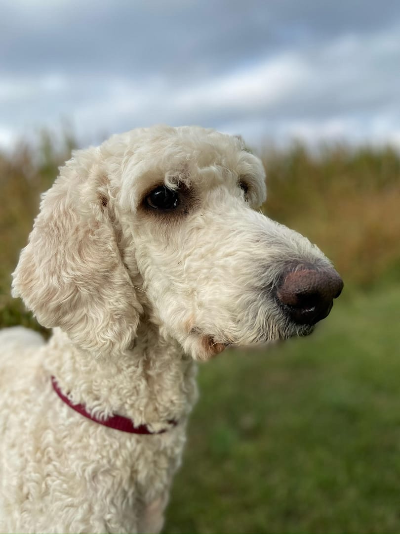 Rusty's Fund